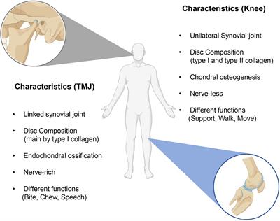 Extracellular vesicles in osteoarthritis of peripheral joint and temporomandibular joint